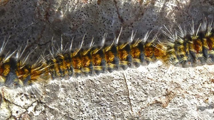 Испания. Распространение ядовитых гусениц Thaumetopoea Pityocampa RUSSPAIN