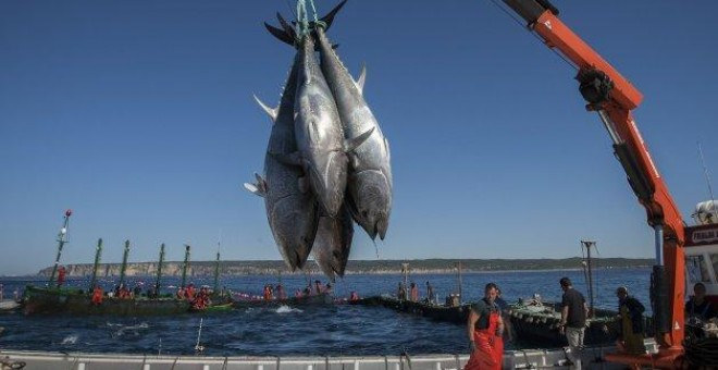Наука Испании. Ртуть, кобальт и целый "хвост": какую рыбу есть опасно RUSSPAIN