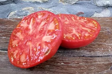 Un tomate de Aretxabaleta, galardonado como el Mejor Tomate de España en la III Feria Nacional del tomate Antiguo de Bezana RUSSPAIN