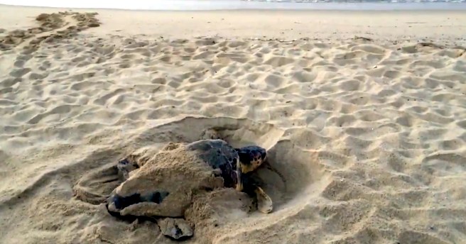 Tortuga Boba nacida en un nido de la playa de Premià de Mar, en 2018 RUSSPAIN