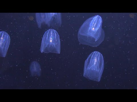 Зелёная Европа. Медузы помогут в очистке морей RUSSPAIN